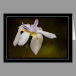 Wild Orchid Blank Card