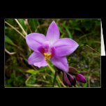 Wild Orchid Card