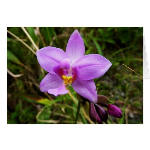 Wild Orchid Card
