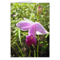 Wild Orchid - Customized cards by kmkelly01 Wild Orchid - Customized cards