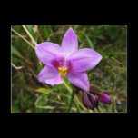 Wild Orchid Postcard