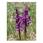 Wild orchid postcard
