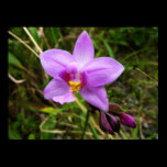 Wild Orchid Poster Print