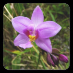 Wild Orchid Sticker