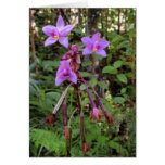 orchids, hawaii