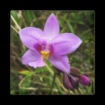 Wild Orchids Magnet