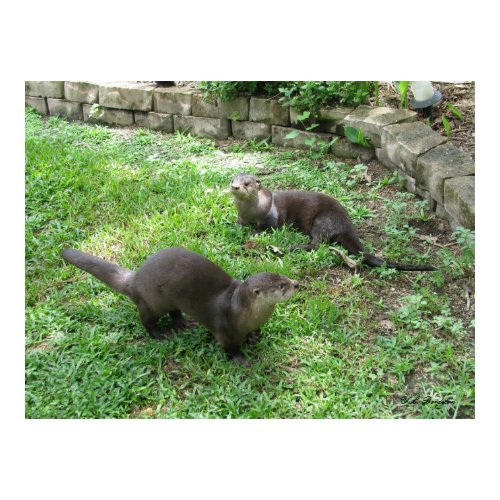 Wild Otters Return print