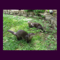 Wild Otters Return posters by naturegirl7 Wild Otters Return posters