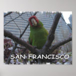 Wild Parrot #2 Print