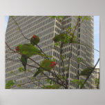 Wild Parrot of Telegraph Hill #6 Posters