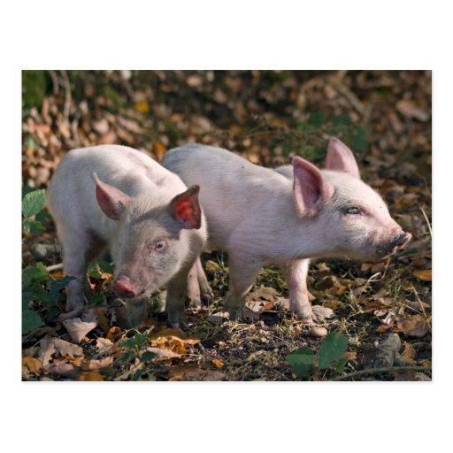 Wild Piglets Postcard