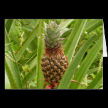 Wild Pineapple Blank Card