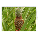 Wild Pineapple Blank Card
