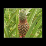 Wild Pineapple Postcard