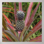 Wild Pineapple posters