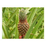 Wild Pineapple Tropical Fruit in Nature Photo Print
