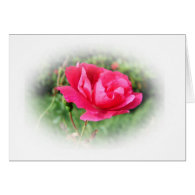 wild pink rose flowers card