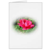 wild pink rose flowers greeting card