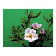 wild pink rose flowers in green, Elegant Post Cards