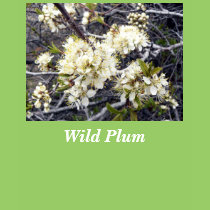 Wild Plum t-shirts