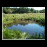 Wild Pond Postcard postcards