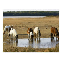 Wild pony post card