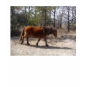 Wild Pony Tee t-shirts