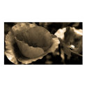 Wild Poppies posters by FPimages Wild Poppies posters