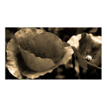 Wild Poppies posters by FPimages Wild Poppies posters