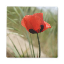 Wild Poppy Magnet magnets