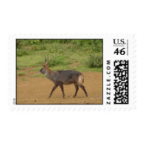 Wild! postage
