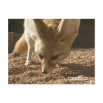 Wild Postcard - Fennec by scottzazz Wild Postcard - Fennec