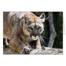 Wild Puma Card
