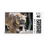 Wild Puma Postage Stamps