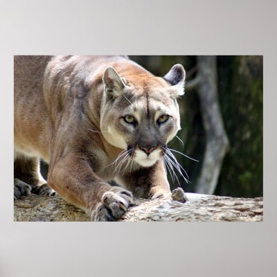 Wild Puma Posters