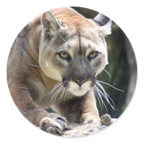 Wild Puma Sticker