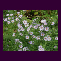 Wild Purple Asters posters by naturegirl7 Wild Purple Asters posters