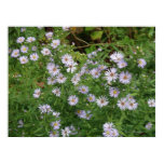 wildflower, wild aster, native plant, aster
