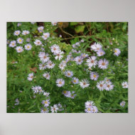 Wild Purple Asters print