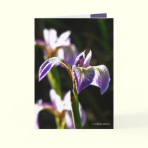 Wild Purple cards by MoiraAshleigh Wild Purple cards