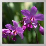 Wild Purple Orchids on Poster