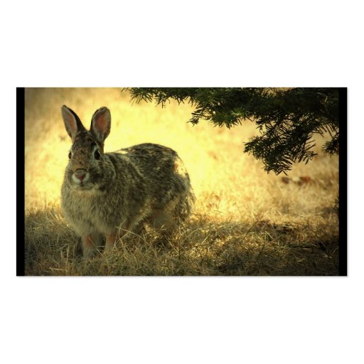 Wild Rabbit Business Card (back side)