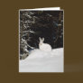 Wild Rabbit In Snow