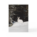 Wild Rabbit In Snow cards by HolidayPostage Wild Rabbit In Snow cards