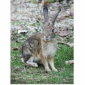 wild rabbit photo sculptures