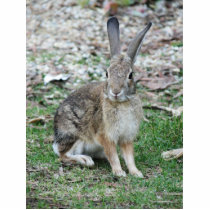 wild rabbit photo sculptures