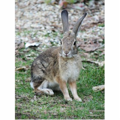 wild rabbit photo sculpture by snow929