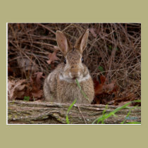 Wild rabbit postcards postcards