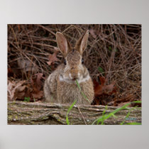 Wild Rabbit poster