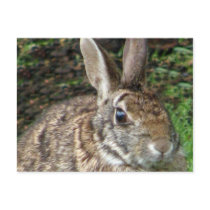 Wild Rabbit Up Close Postcard